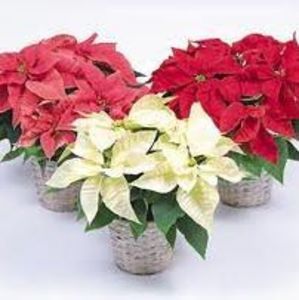 Meet your Posher, Shelagh